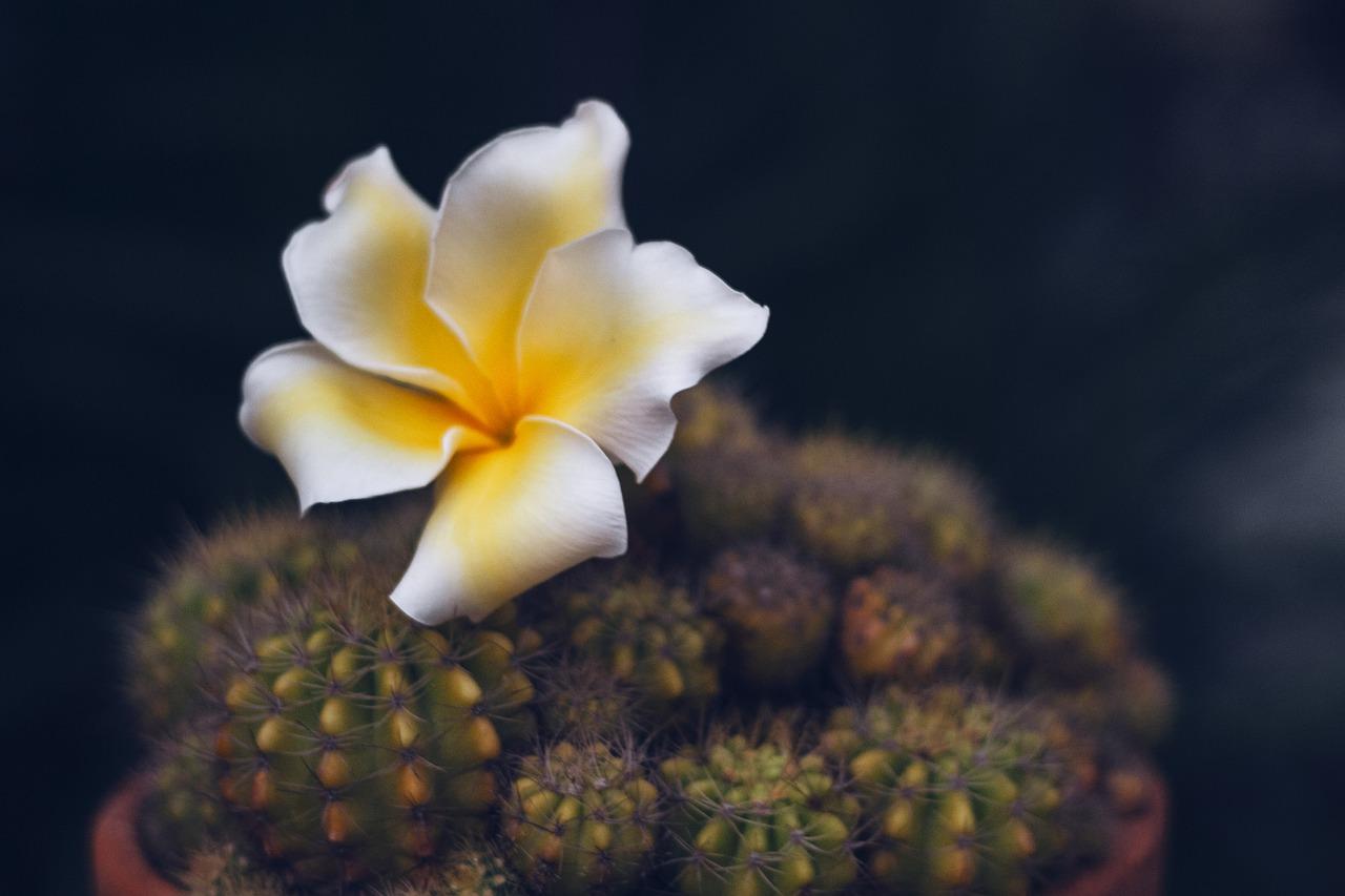 米兰的叶子黄了怎么办