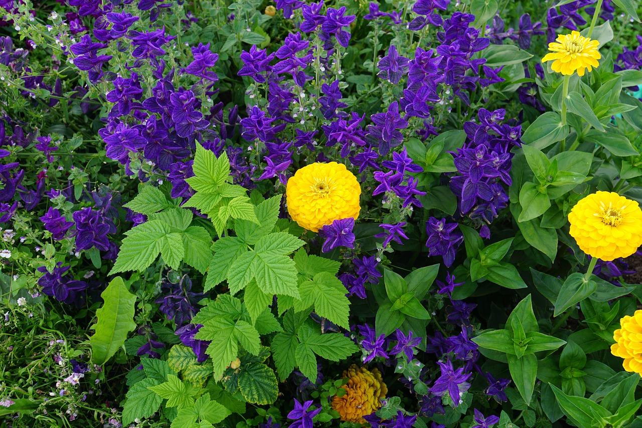 鸢尾多少一平方