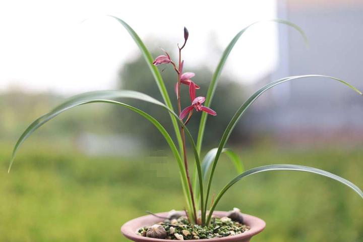 兰花鉴赏建兰三剑客之首墨宝花开灵动红艳形似蜻蜓飞舞