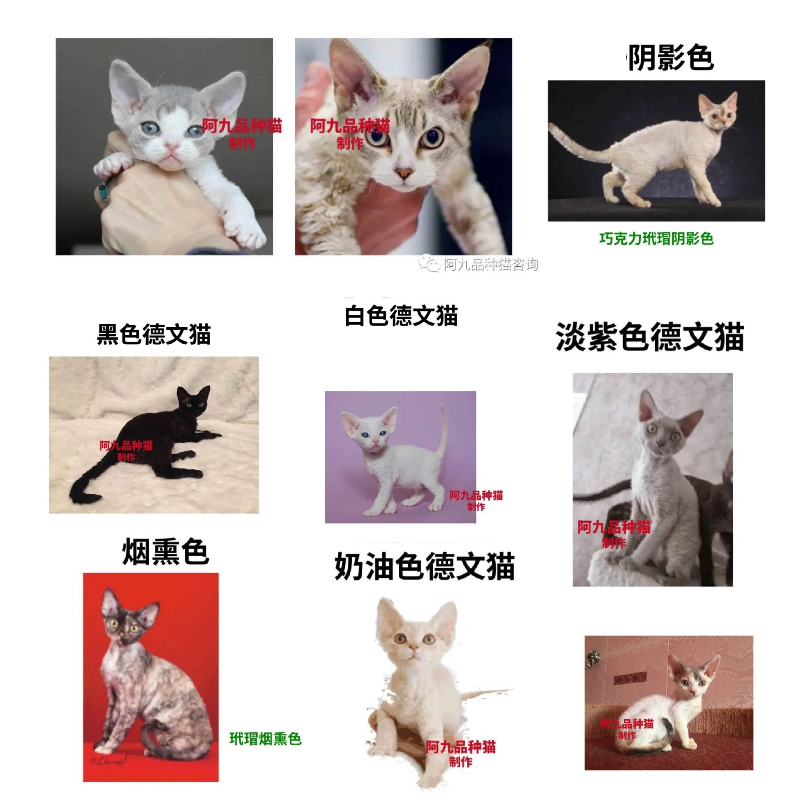 一篇文章搞懂德文卷毛猫! - 知乎