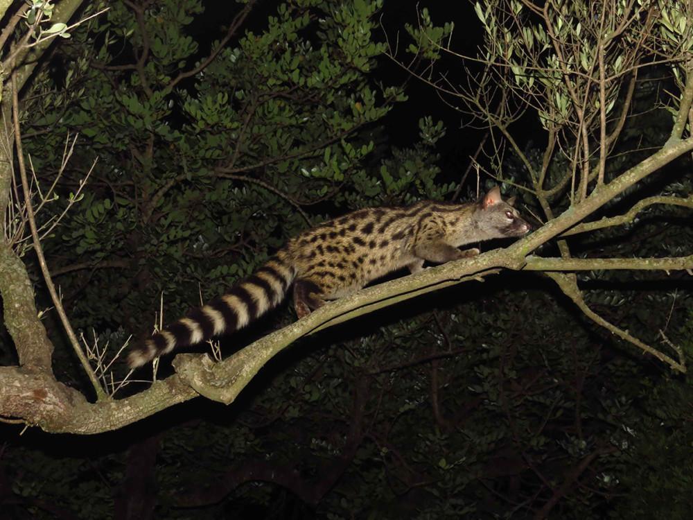 江西九岭山首次发现珍稀濒危物种斑林狸,你对这种动物的了解都有多少?