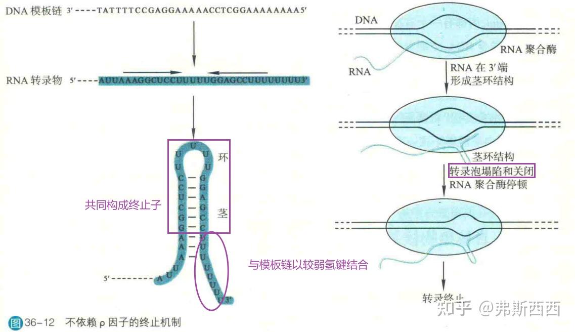 生化整理——DNA的转录和翻译 - 知乎
