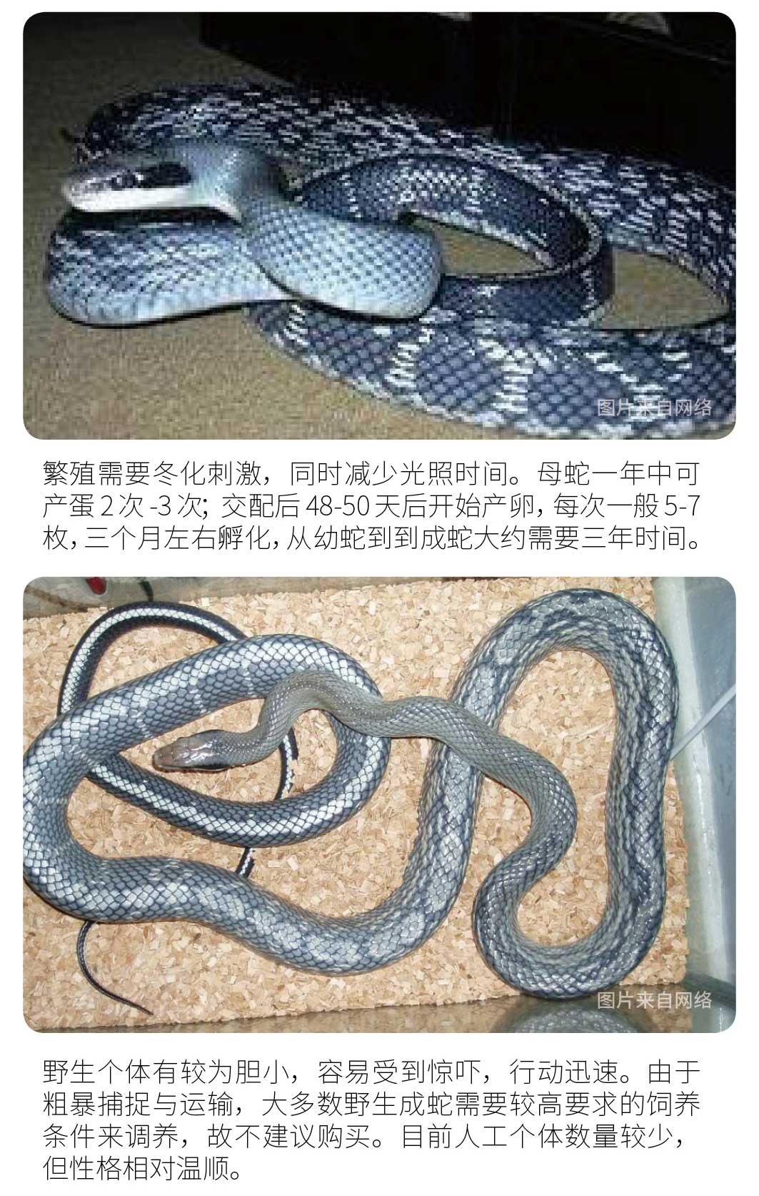 蓝型越南黑眉图片