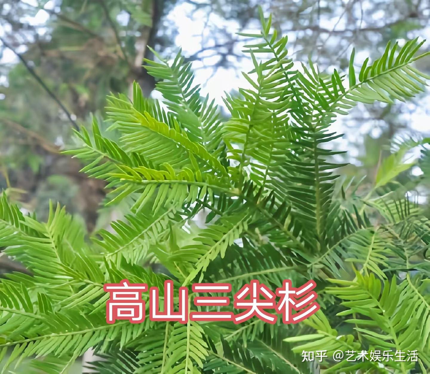 12种三尖杉科的植物 - 知乎