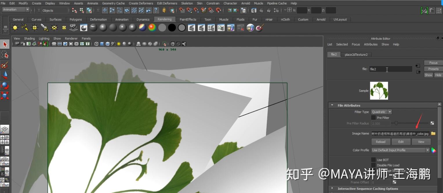 树叶透明贴图的制作原理及渲染！ - 知乎