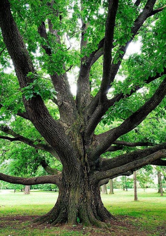 中国能种橡树吗? - 知乎