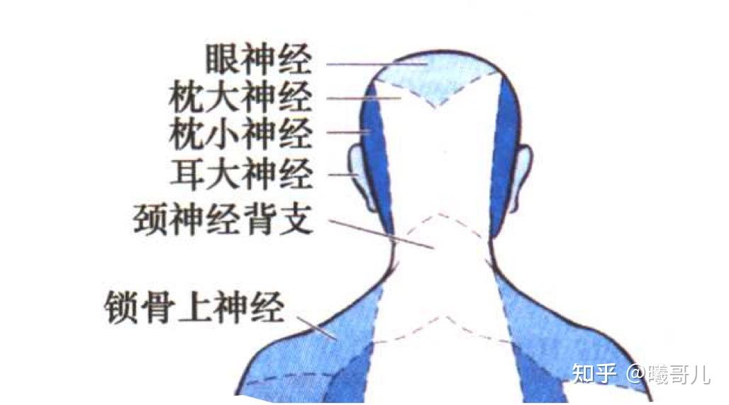 周围神经系统i周围感觉神经的皮肤分布