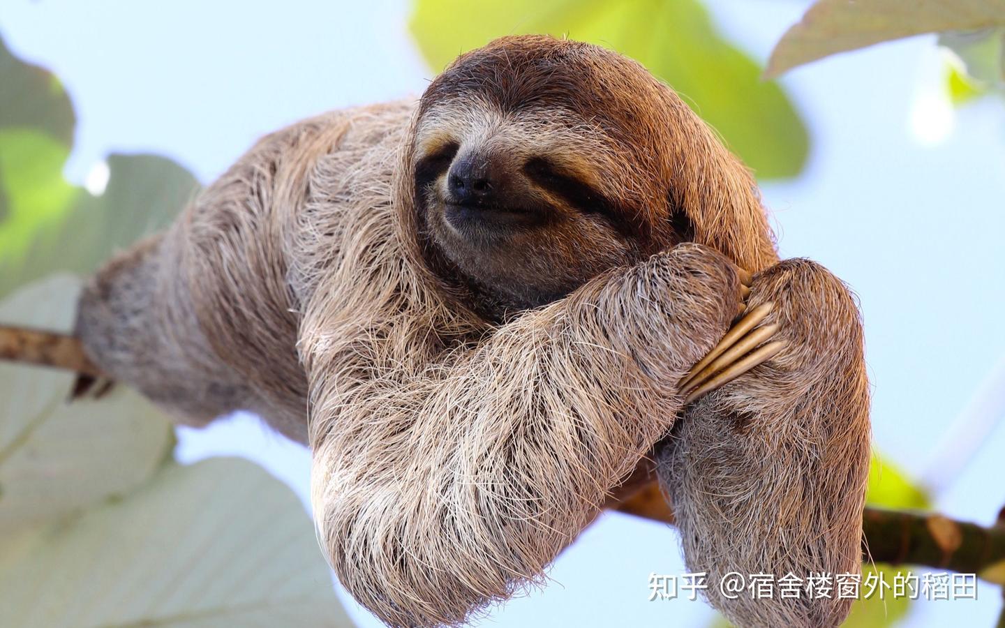 脊椎动物的演化史（2） - 知乎