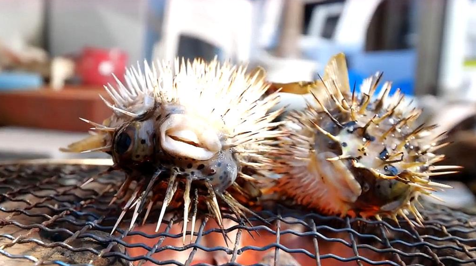 把河豚放火上烤会怎样肚子膨胀的瞬间真怕它炸了网友太残忍