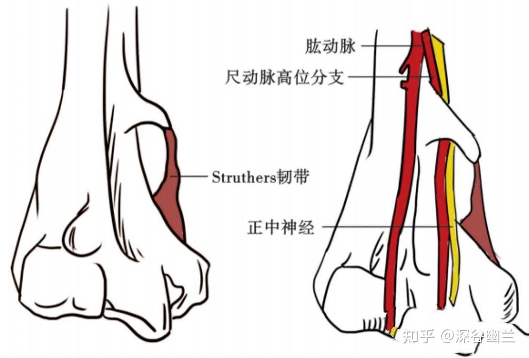 手肘麻筋位置图解图片