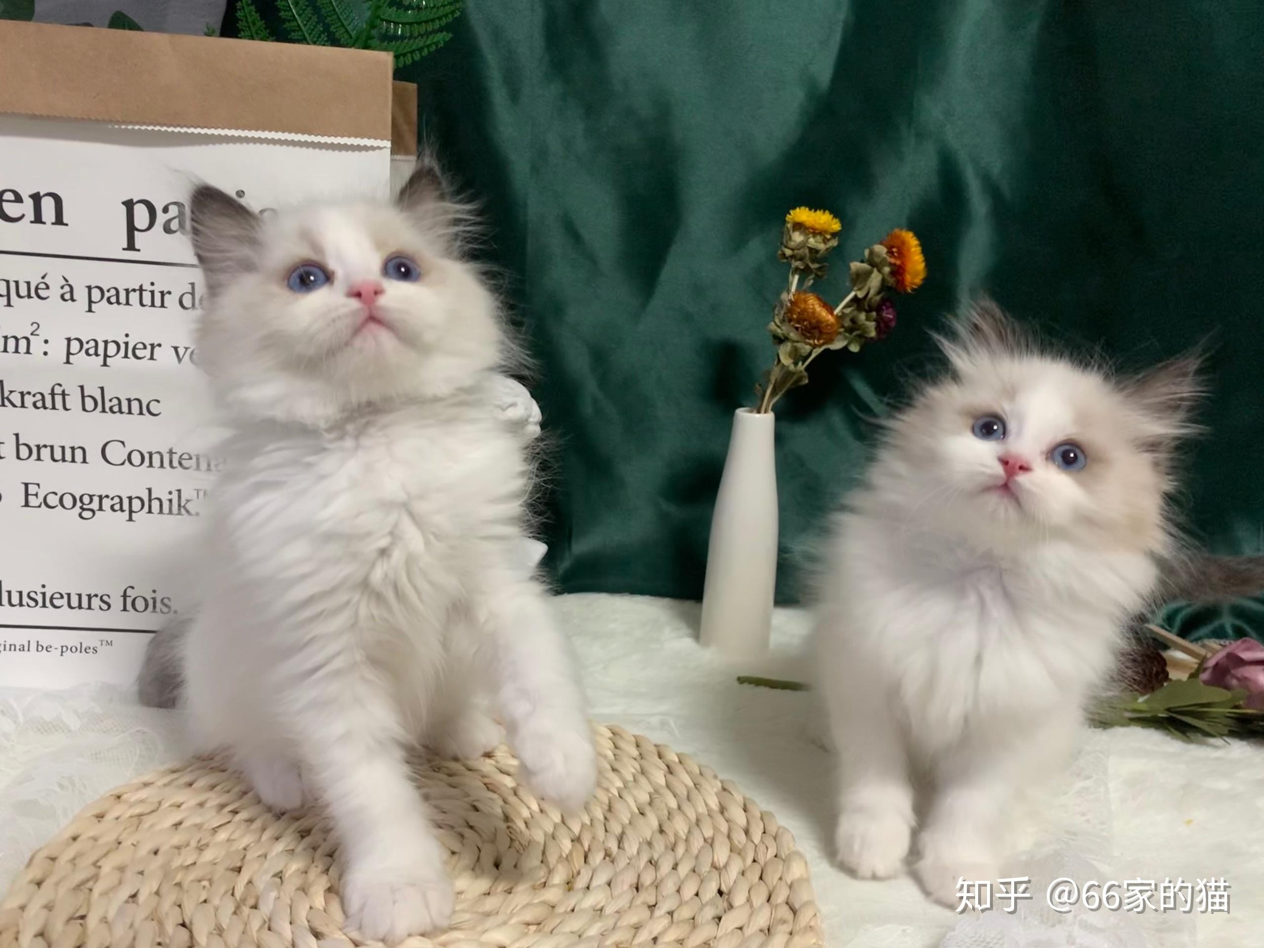 我家这个三个月大小可爱布偶猫有没有大佬帮我看看她以后是什么品相