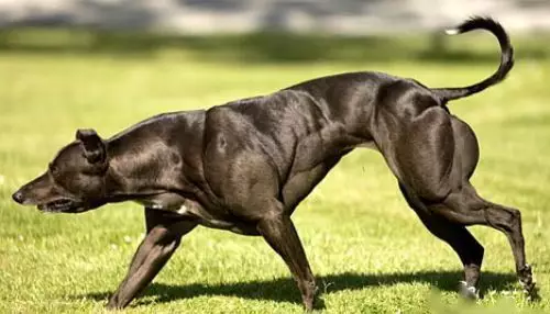 以及狗……牛其实在动物界拥有一身肌肉并不是什么罕见的事儿比如袋鼠