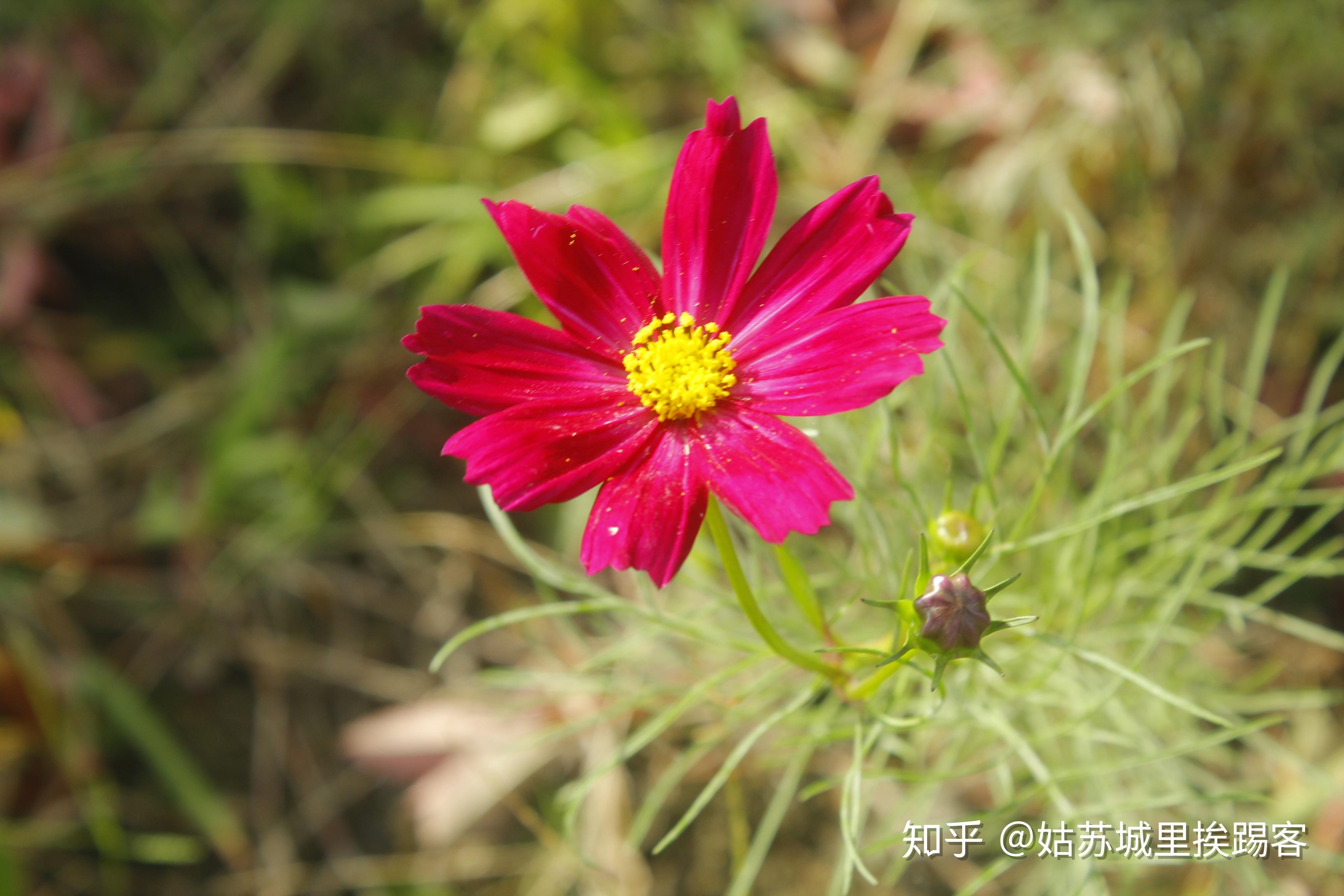 阳澄湖边,拈花惹草 - 秋英 - 知乎