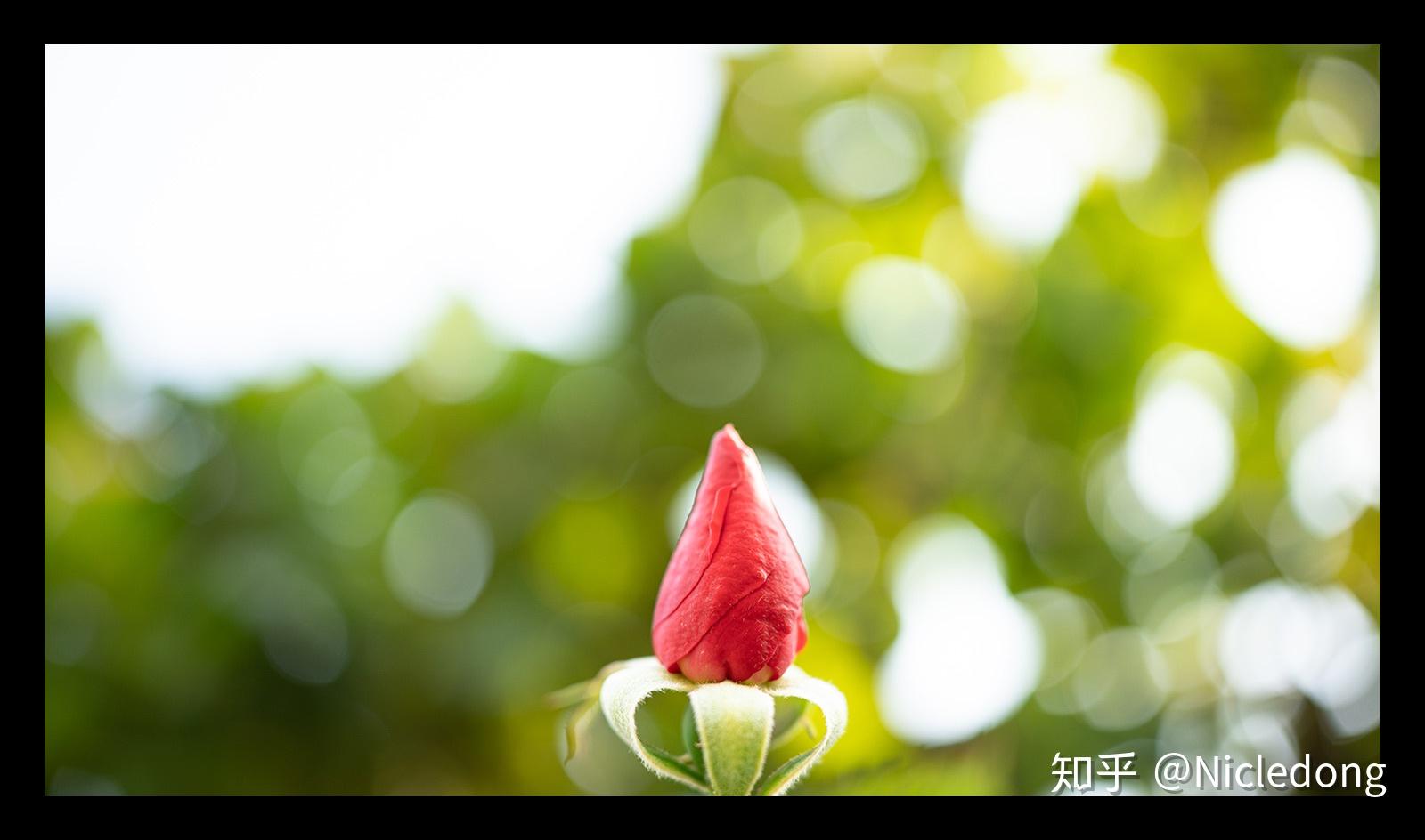 TAMRON收購鏡頭