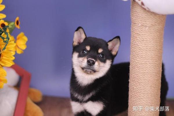 请问 白柴是正宗的柴犬吗 为什么白柴那么便宜 知乎