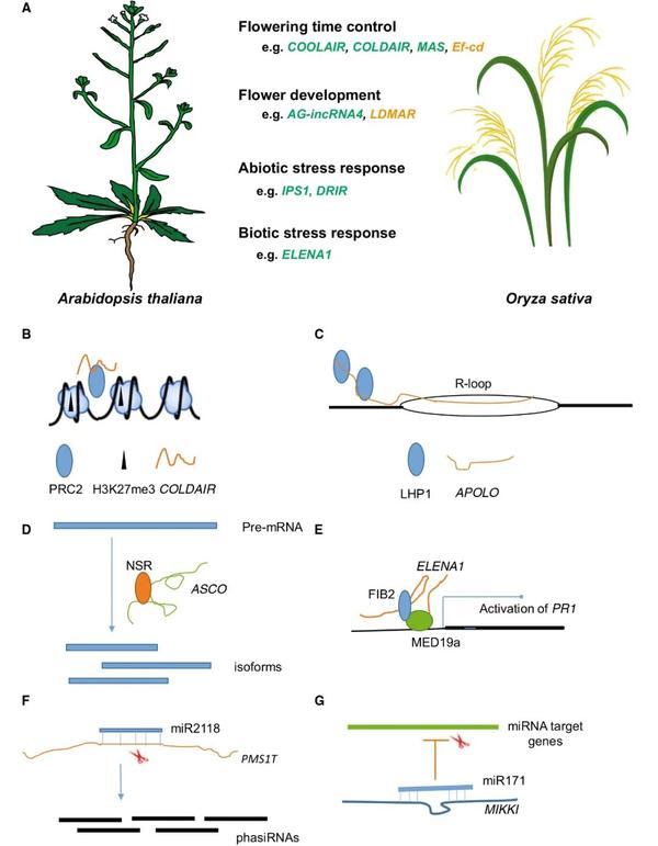 RNA普查——LncRNA在植物中的研究进展- 知乎