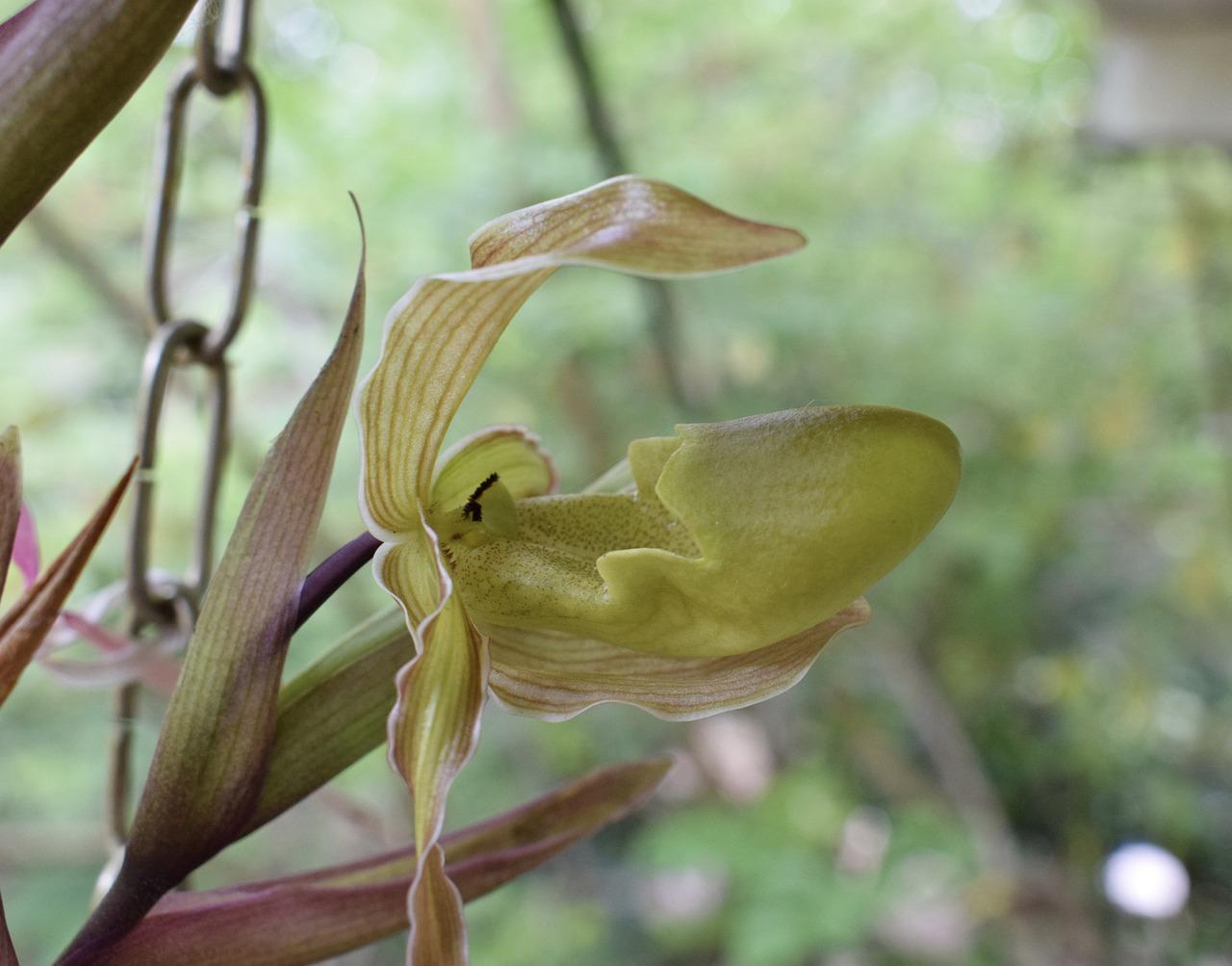 2. 兰花种植技巧