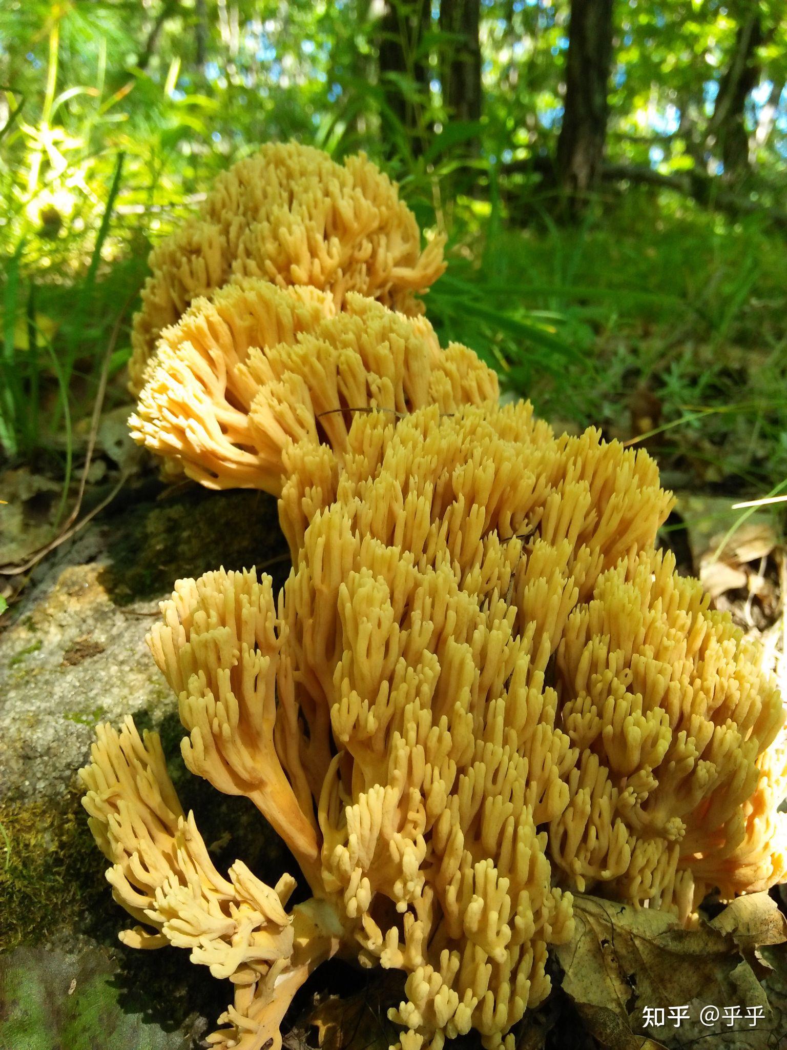 黄色扫帚蘑有毒吗