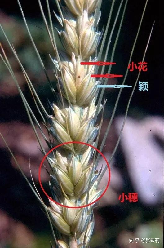 小麦小穗及小花组分图图片