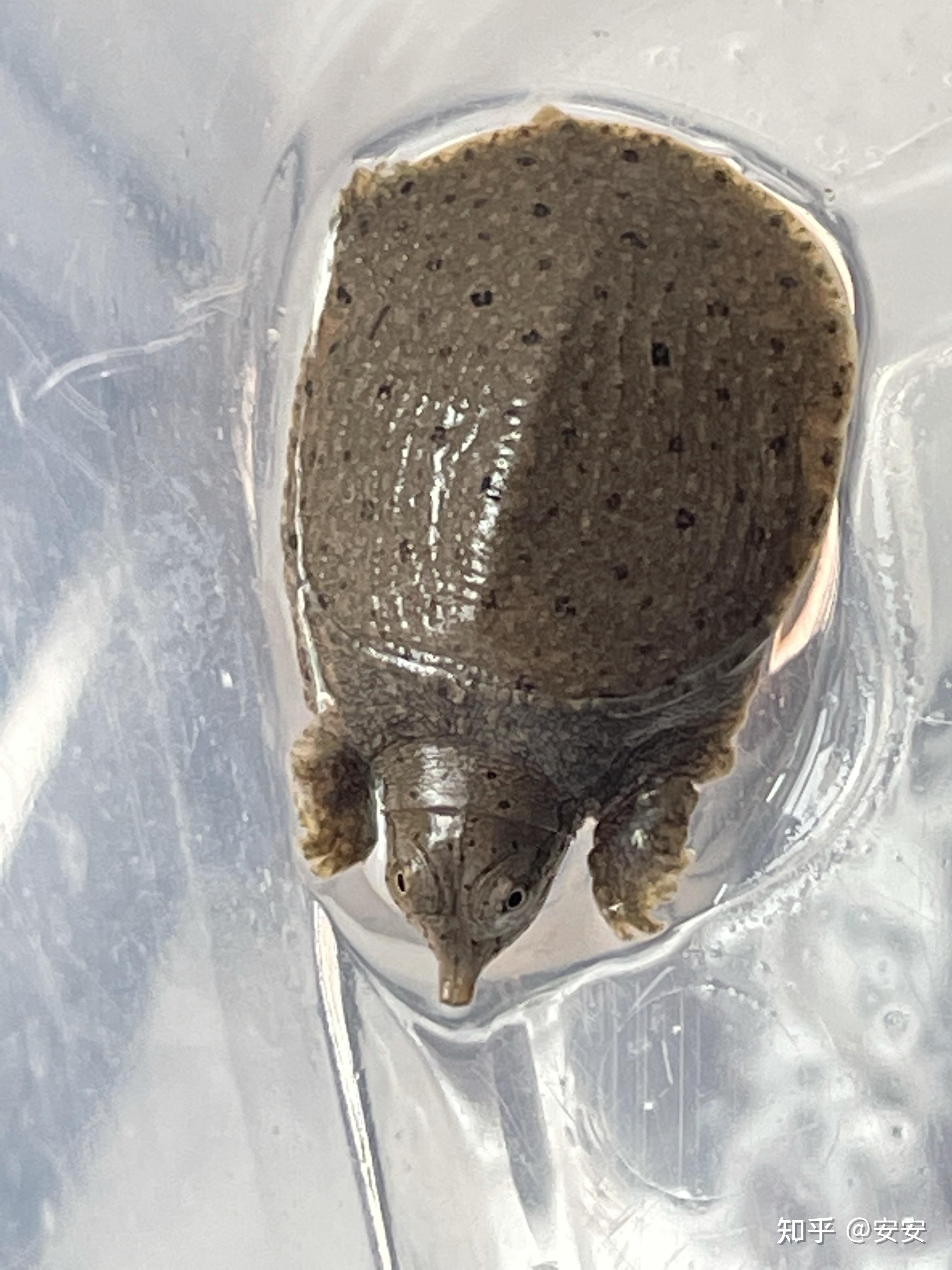 尖嘴,黑壳,棕色腹,背和腹均有黑色斑点,是什么乌龟呢?