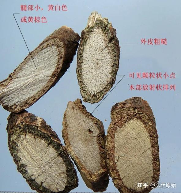 带你识别木通 - 知乎