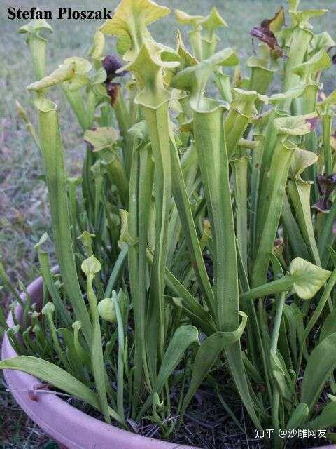 本文章專門介紹黃瓶子草