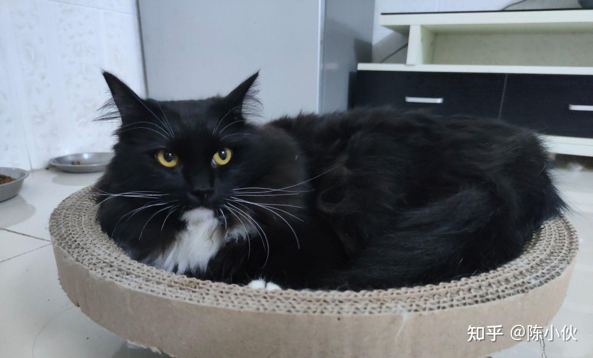 狮子猫除了白色还有别的颜色吗? - 知乎