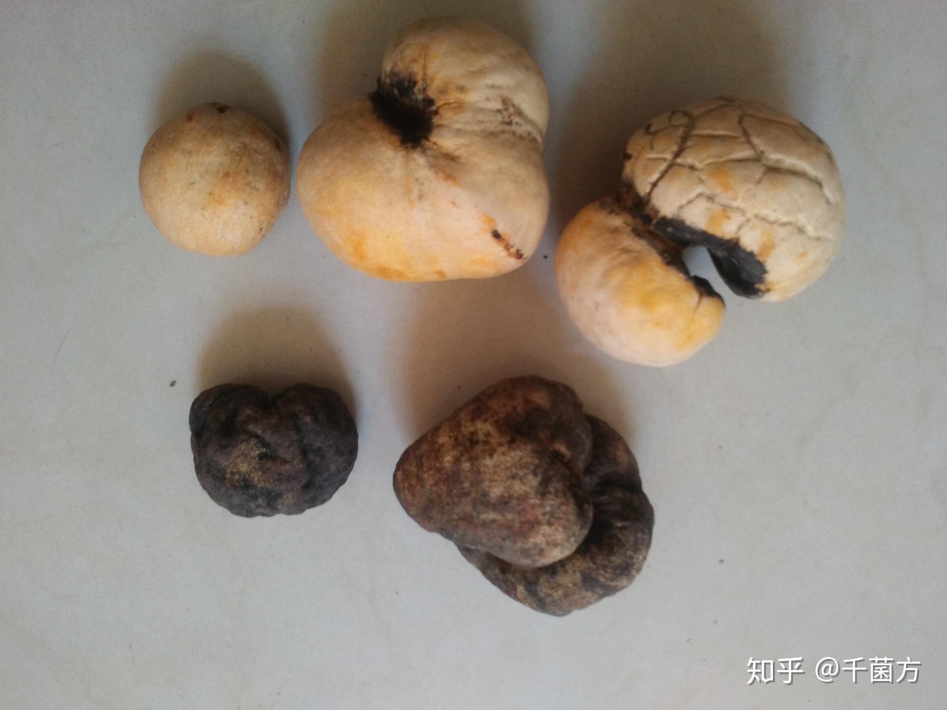 抗菌消炎防感染清热解毒保健康竹生肉球菌菌物科学