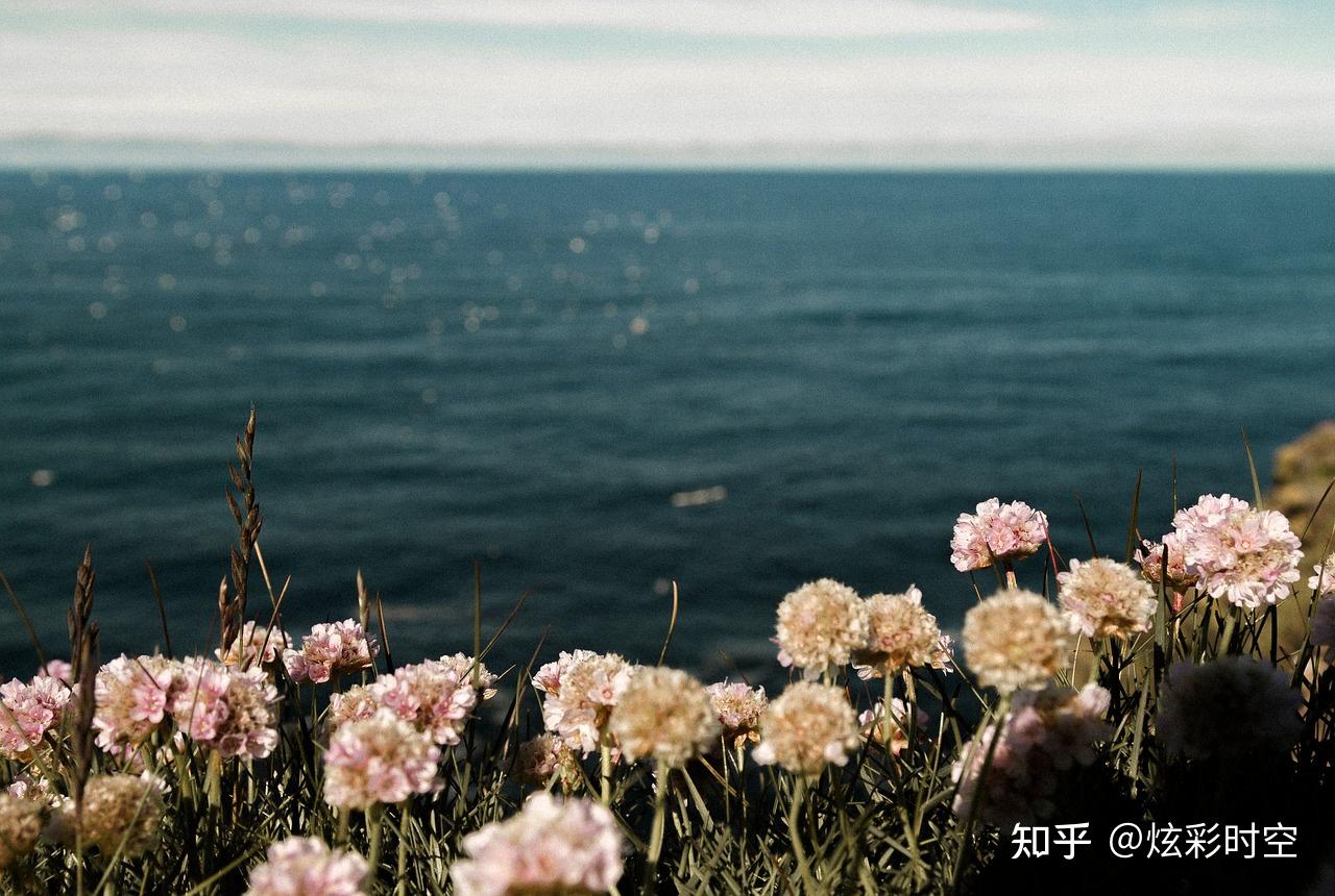 感时花溅泪 - 知乎