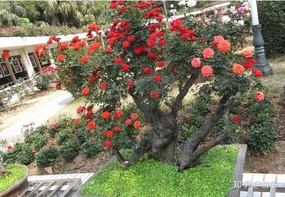 蔷薇花的鉴赏与盆景制作养护 知乎