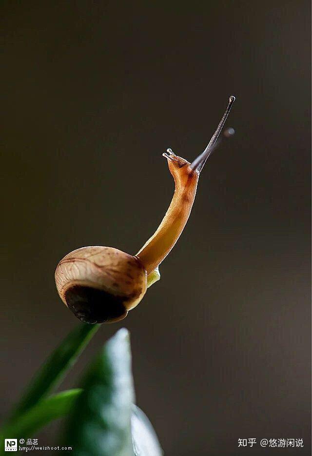 一只蜗牛的自我修养
