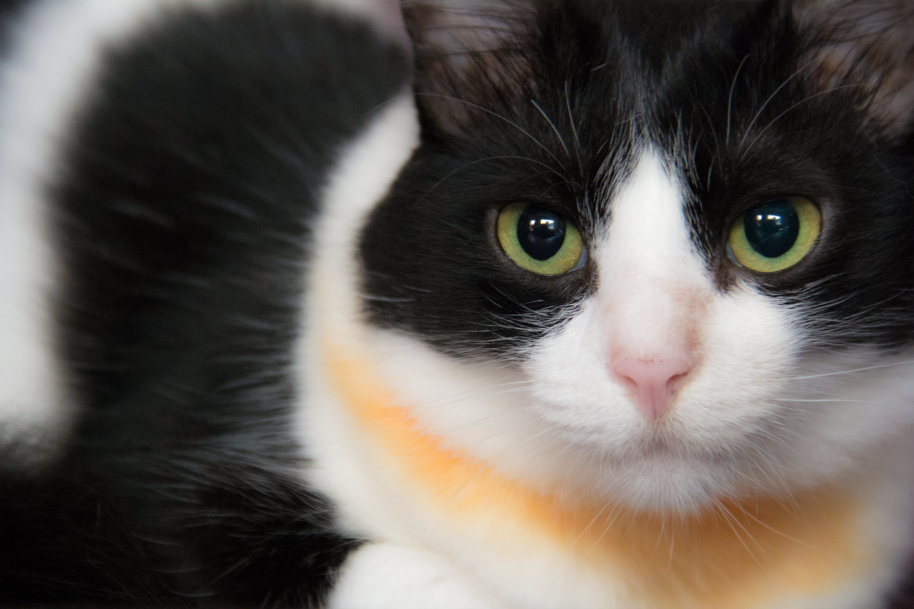 布偶猫体重多少合适