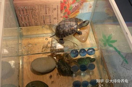 养龟小思考——养龟可以裸缸养吗?裸缸与过滤的区别(一)裸缸篇