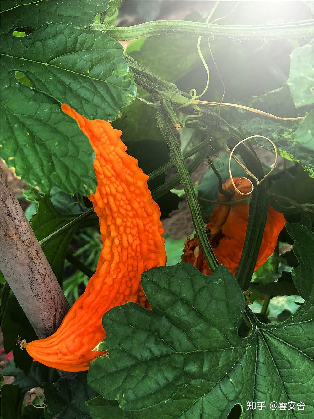 食滋味丨品味苦瓜