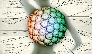 如:淋病,梅毒,乙肝,尖锐湿疣(hpv病毒)等