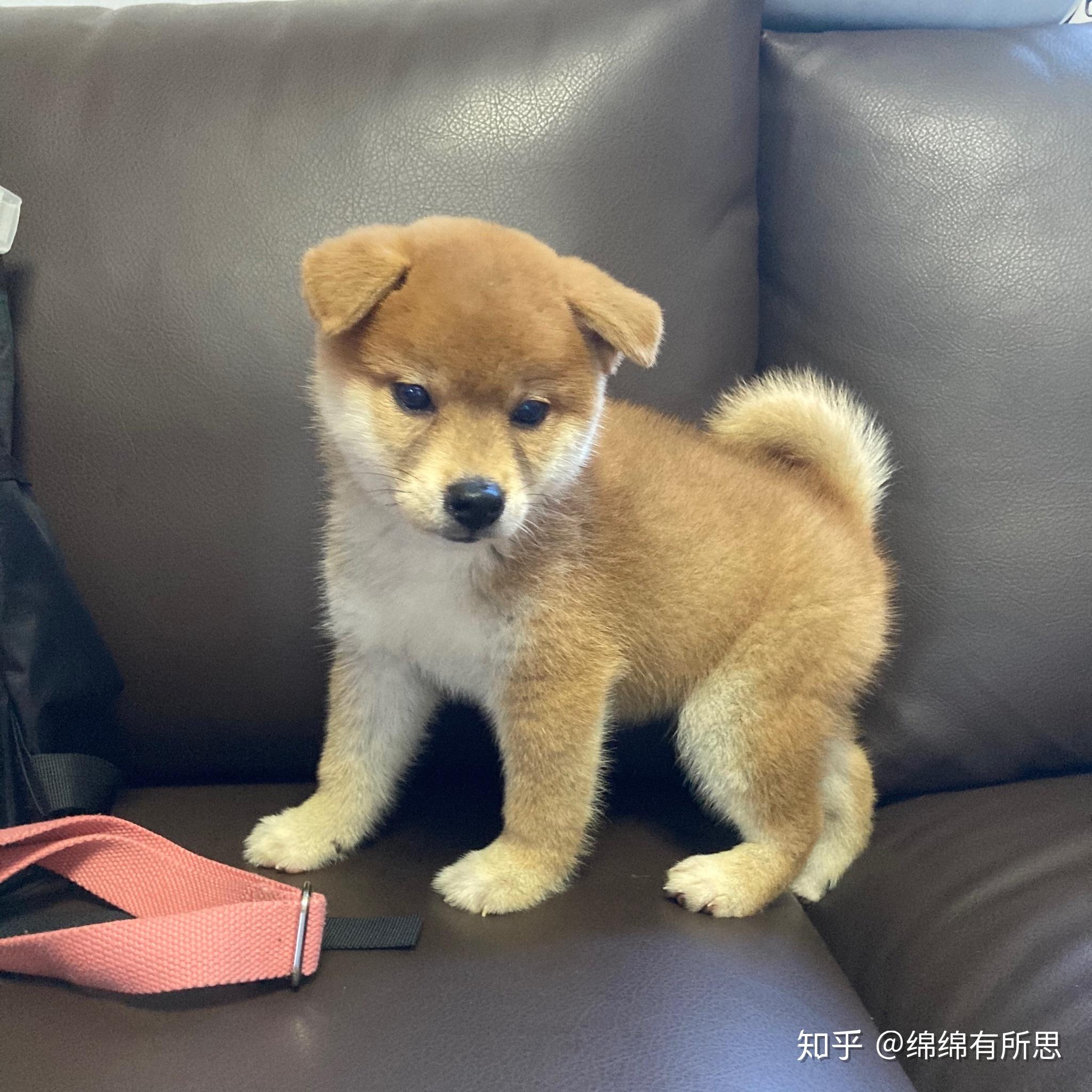 求大神帮忙看看是我的柴犬是串串吗?