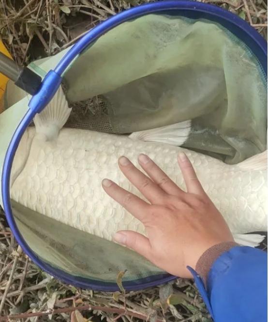 广东钓鱼人钓起罕见巨型白化鲫鱼究竟是变异鲫鱼还是鲤鱼