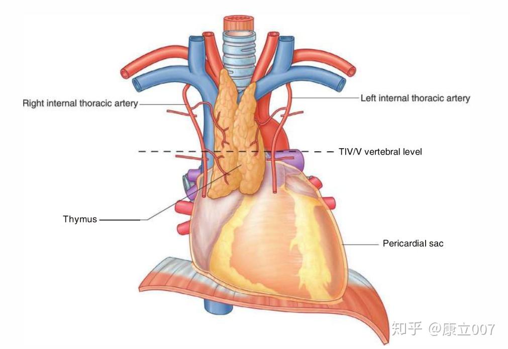 胸腺位置图片图片