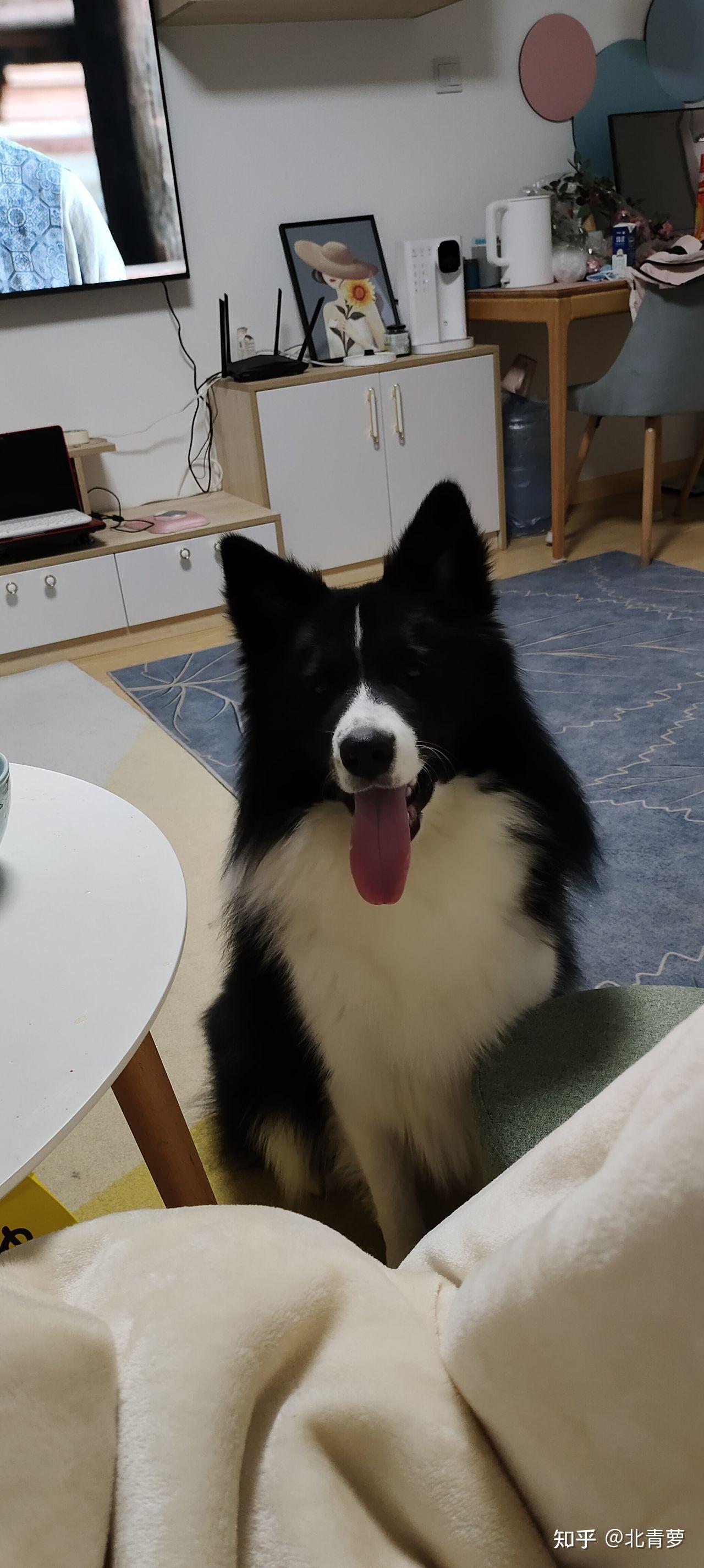 边牧耳朵必须要立吗