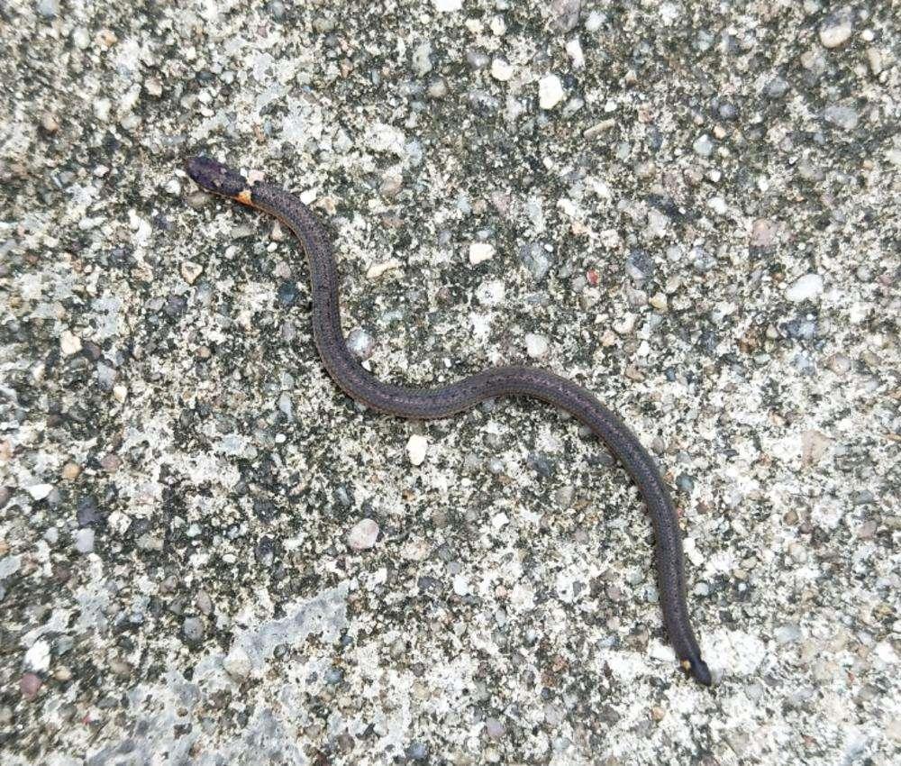 广东一地发现双头蛇长有黑鳞以蚯蚓为食常在地下行动