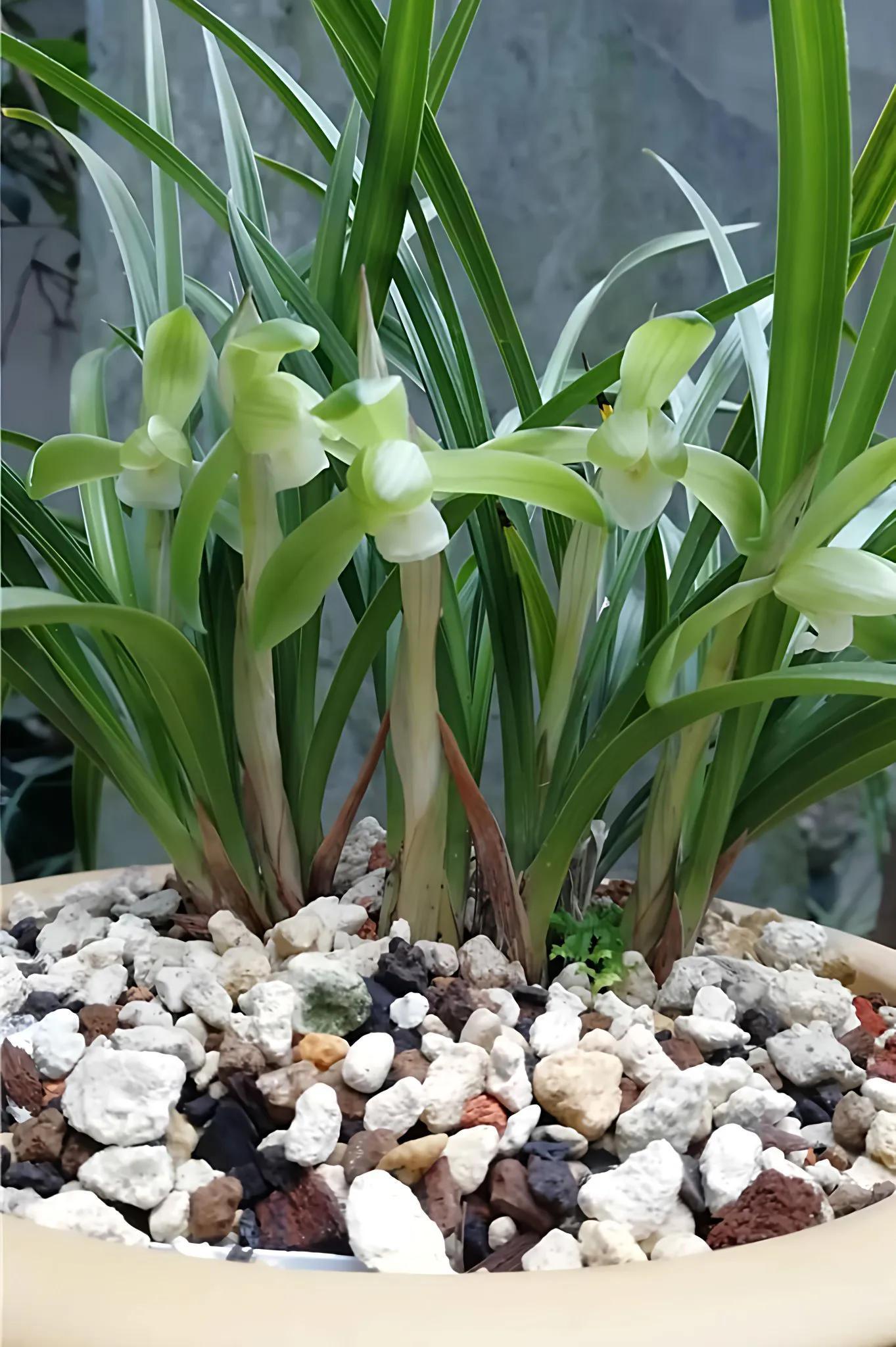 春蘭、寒蘭、富貴蘭、日本春蘭縞素心花　聖雪　 春蘭| Cymbidium goeringii | 科技研花图画书