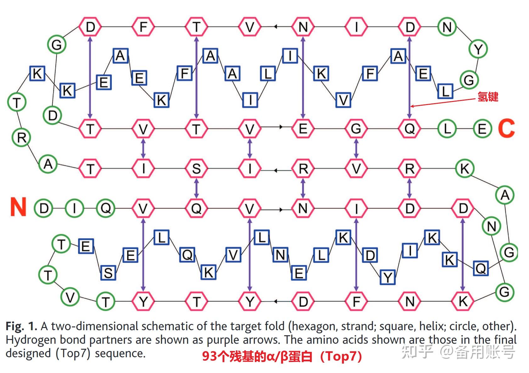 经典文章1designofanovelglobularproteinfoldwithatomiclevel