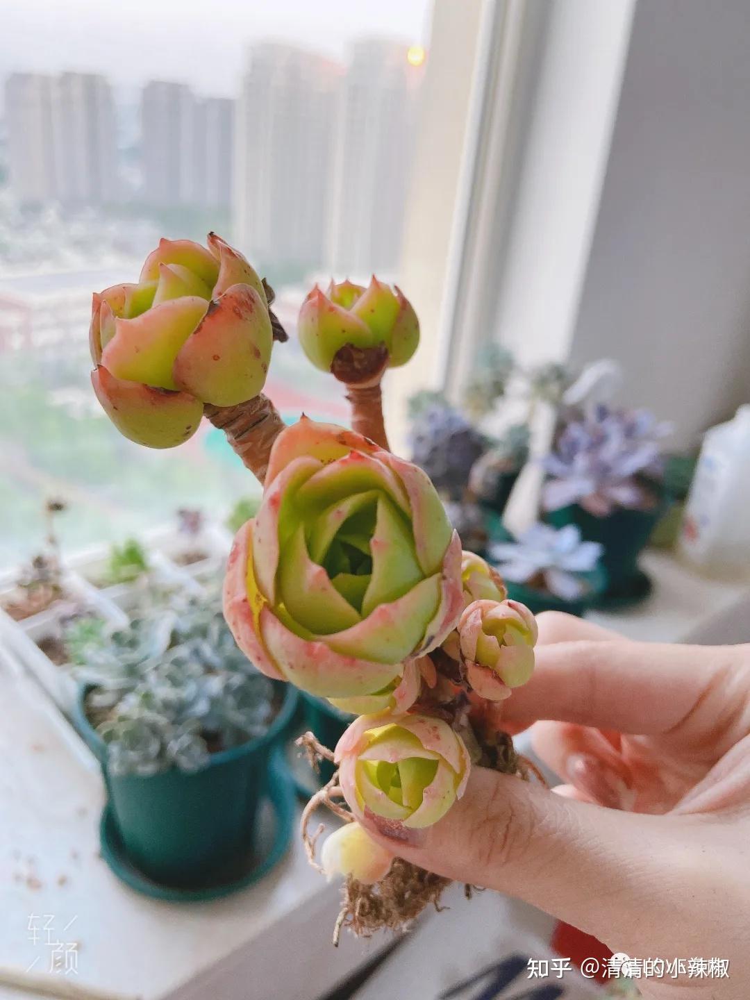 乔迁新居狂购开挂区多肉,到家后的状态居然是这样的!