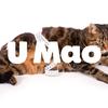 猫咪体重标准对照表 你家猫有超重吗 知乎 猫咪体重标准对照表 你家猫有超重吗 知乎
