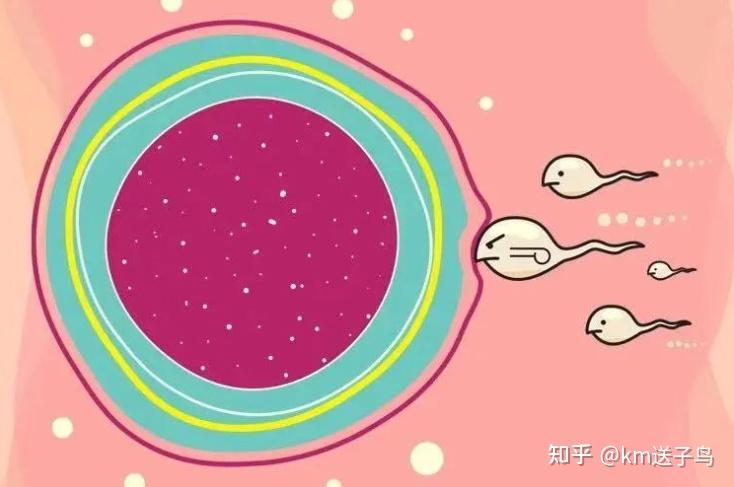 卵泡小、不发育、不排卵……卵泡发育不良怎么办? - 知乎