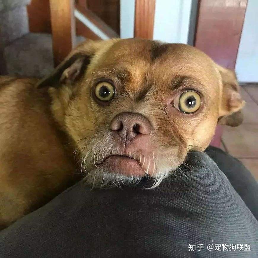 “最丑”狗狗排行榜,丑得让人想笑! - 知乎