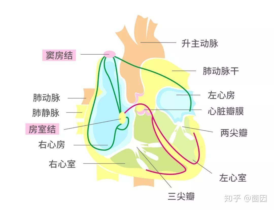 在人的一生中從不停止跳動的心臟自古就被認為是生命的核心.