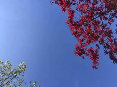 尽付酒馆中赞同了文章2017-01-10 11:09小优如何评价最强大脑选手