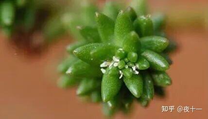 多肉植物虫害症状及防治方法介绍 知乎