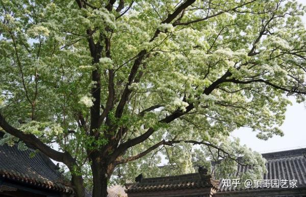 5种春季开花树木,种上几株在花园里,春天将不再遗憾 - 知乎